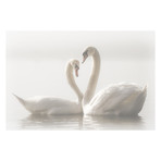 Monika Schwager // Forever