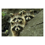 Mircea Costina // Tres Banditos