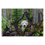 Mike Centioli // Wolf