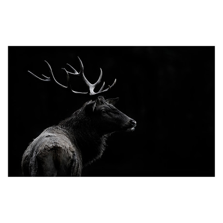 Massimo Mei // The Deer Soul