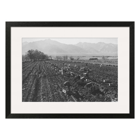Ansel Adams // Potato Fields