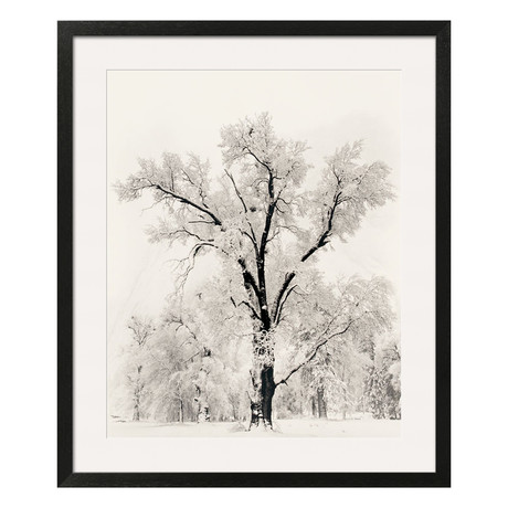 Ansel Adams // Oak Tree