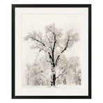 Ansel Adams // Oak Tree