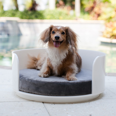 White Acrylic Curved Dog Bed
