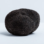 Fresh Italian Black Summer Truffle