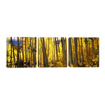 Aspen Trees In Autumn // Colorado (36"W x 12"H x 0.75"D)