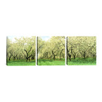 Rows Of Cherry Trees In An Orchard // Minnesota (36"W x 12"H x 0.75"D)