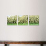 Rows Of Cherry Trees In An Orchard // Minnesota (36"W x 12"H x 0.75"D)