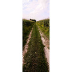 Crop Country Dirt Road (30"L x 80"H)