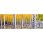 Birch Trees (60"W x 20"H x 0.75"D)