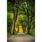 Path Through The Forest (36"W x 24"H x 0.75"D)