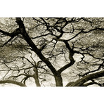 Branches (36"W x 24"H x 0.75"D)