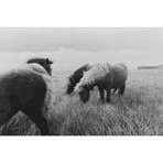 Horses Of Iceland II (18"W x 26"H x 0.75"D)