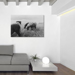 Horses Of Iceland II (18"W x 26"H x 0.75"D)