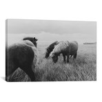 Horses Of Iceland II (18"W x 26"H x 0.75"D)