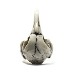 Raven Skull Ring // White (Size 5)