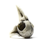 Raven Skull Ring // White (Size 5)