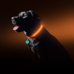 Sunset Orange // LED Dog Collar (Small)