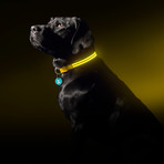 Yellow Gold // LED Dog Collar (Small)