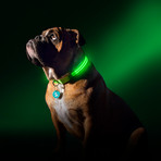 Green Gremlin // LED Dog Collar (XS)