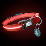 Lava Red // LED Dog Collar (XS)