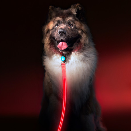 Lava Red // LED Dog Lead