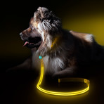 Yellow Gold // LED Dog Lead