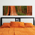 Giant Sequoia Trees (36"W x 12"H x 0.75"D)