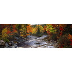 Stream with trees in a forest in autumn, Nova Scotia, Canada // Panoramic Images (60"W x 20"H x 0.75"D)