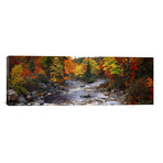 Stream with trees in a forest in autumn, Nova Scotia, Canada // Panoramic Images (60"W x 20"H x 0.75"D)