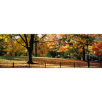 Trees in a Forest, Central Park, Manhattan, New York City, NY // Panoramic Images (36"W x 12"H x 0.75"D)