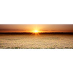 Rice Field, Sacramento Valley, California, USA // Panoramic Images (36"W x 12"H x 0.75"D)