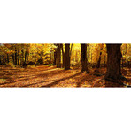 Tree Lined Road, Massachusetts, USA // Panoramic Images (36"W x 12"H x 0.75"D)