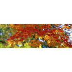 Fall Foliage, Guilford, Baltimore City, Maryland, USA // Panoramic Images (36"W x 12"H x 0.75"D)