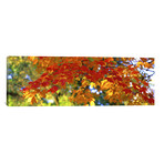 Fall Foliage, Guilford, Baltimore City, Maryland, USA // Panoramic Images (36"W x 12"H x 0.75"D)