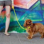 Sport 125 Leash // Lemon (Small)