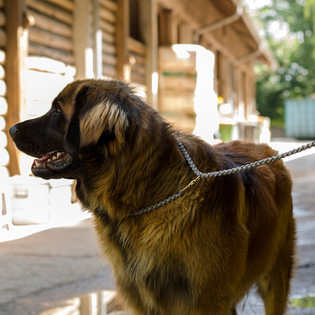 Sport 200 Adjustable Leash // Glacier (Small)