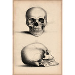 Human Skull Engraving (18"W x 26"H x 0.75"D)