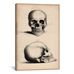 Human Skull Engraving (18"W x 26"H x 0.75"D)