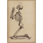 A Praying Skeleton // William Cheselden (18"W x 26"H x .75"D)