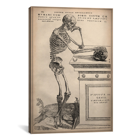 De Humani Corporis Fabrica Skeleton Standing // Andreas Vesalius (18"W x 26"H x 0.75"D)