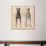 Dog Anatomy Skeleton Front View // Pela & Silverman (18"W x 18"H x .75"D)