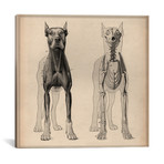 Dog Anatomy Skeleton Front View // Pela & Silverman (18"W x 18"H x .75"D)