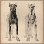 Dog Anatomy Skeleton Front View // Pela & Silverman (18"W x 18"H x .75"D)