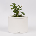 Planty // Smart Planter