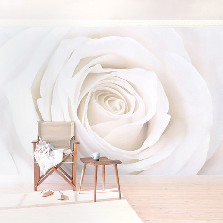 Pretty White Rose