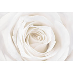 Pretty White Rose