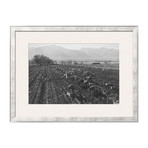 Potato Fields (Pewter Frame)