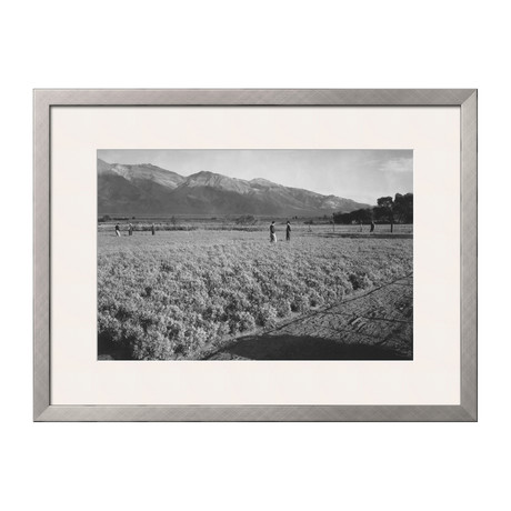 Guayule Field (Pewter Frame)