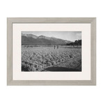 Guayule Field (Pewter Frame)